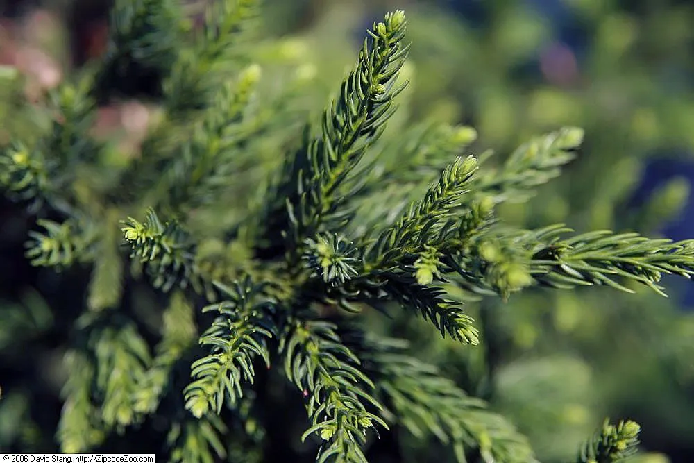 Black Dragon Japanese Cedar (Cryptomeria Japonica 'Black Dragon') — Perfect as a focal point in smaller gardens or as a privacy screen
