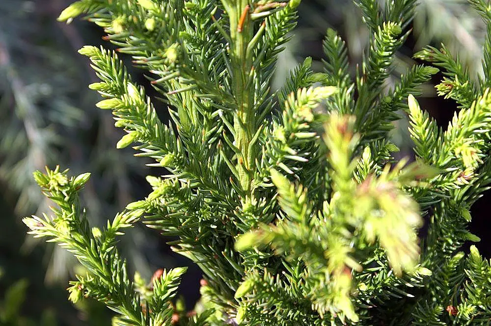Black Dragon Japanese Cedar (Cryptomeria Japonica 'Black Dragon') — with a conical shape that requires minimal pruning
