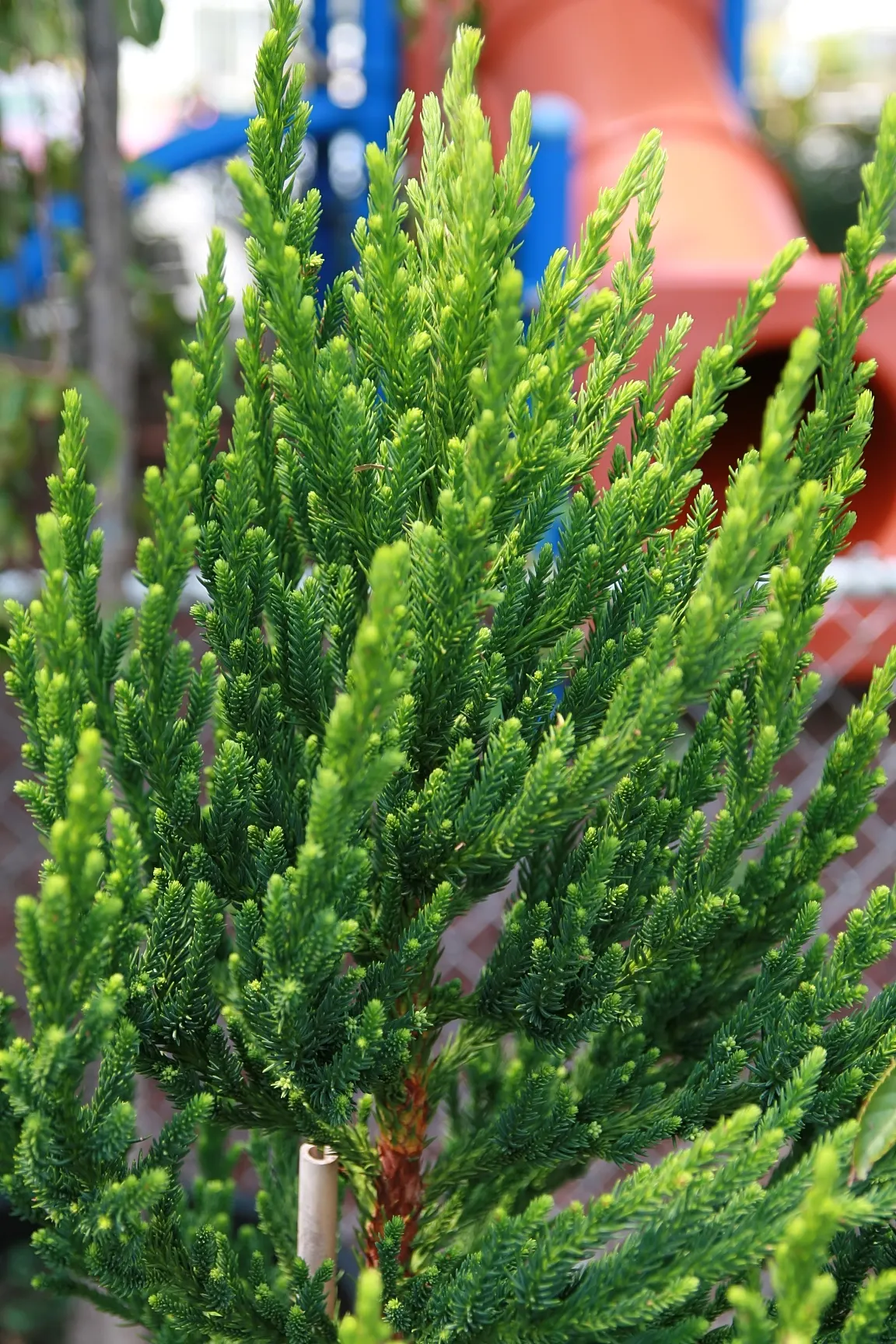 Black Dragon Japanese Cedar (Cryptomeria Japonica 'Black Dragon') — This cultivar is distinguished by its densely-packed