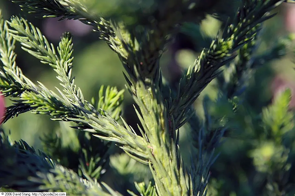 Black Dragon Japanese Cedar (Cryptomeria Japonica 'Black Dragon') — and they exhibit a pyramidal to conical shape