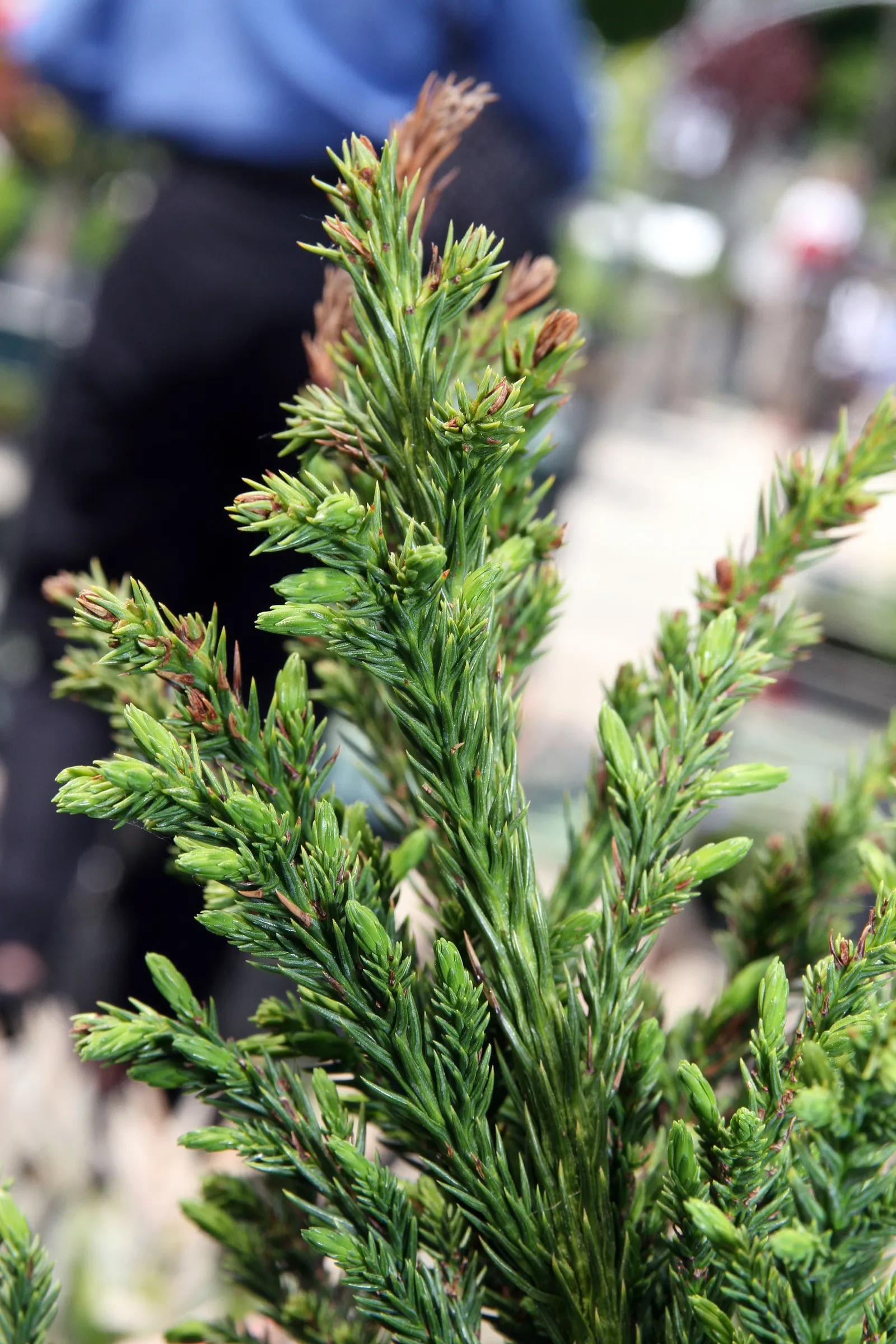 Black Dragon Japanese Cedar (Cryptomeria Japonica 'Black Dragon') — dark green foliage that appears almost black