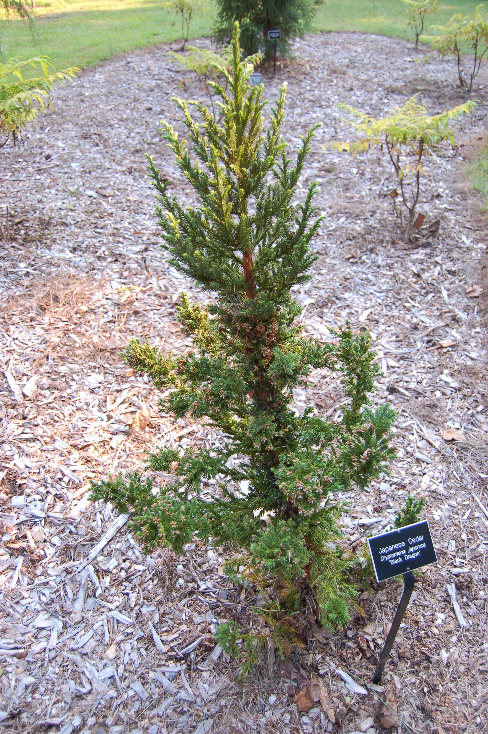 Black Dragon Japanese Cedar (Cryptomeria Japonica 'Black Dragon') — commonly known as Black Dragon Japanese Cedar