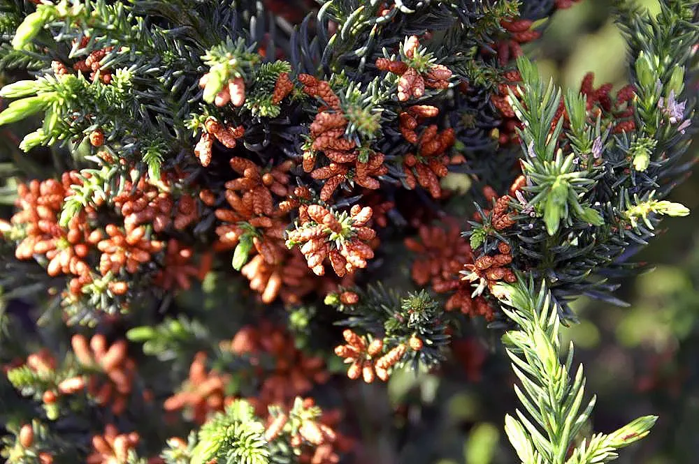 Black Dragon Japanese Cedar (Cryptomeria Japonica 'Black Dragon') — hence the name 'Black Dragon'