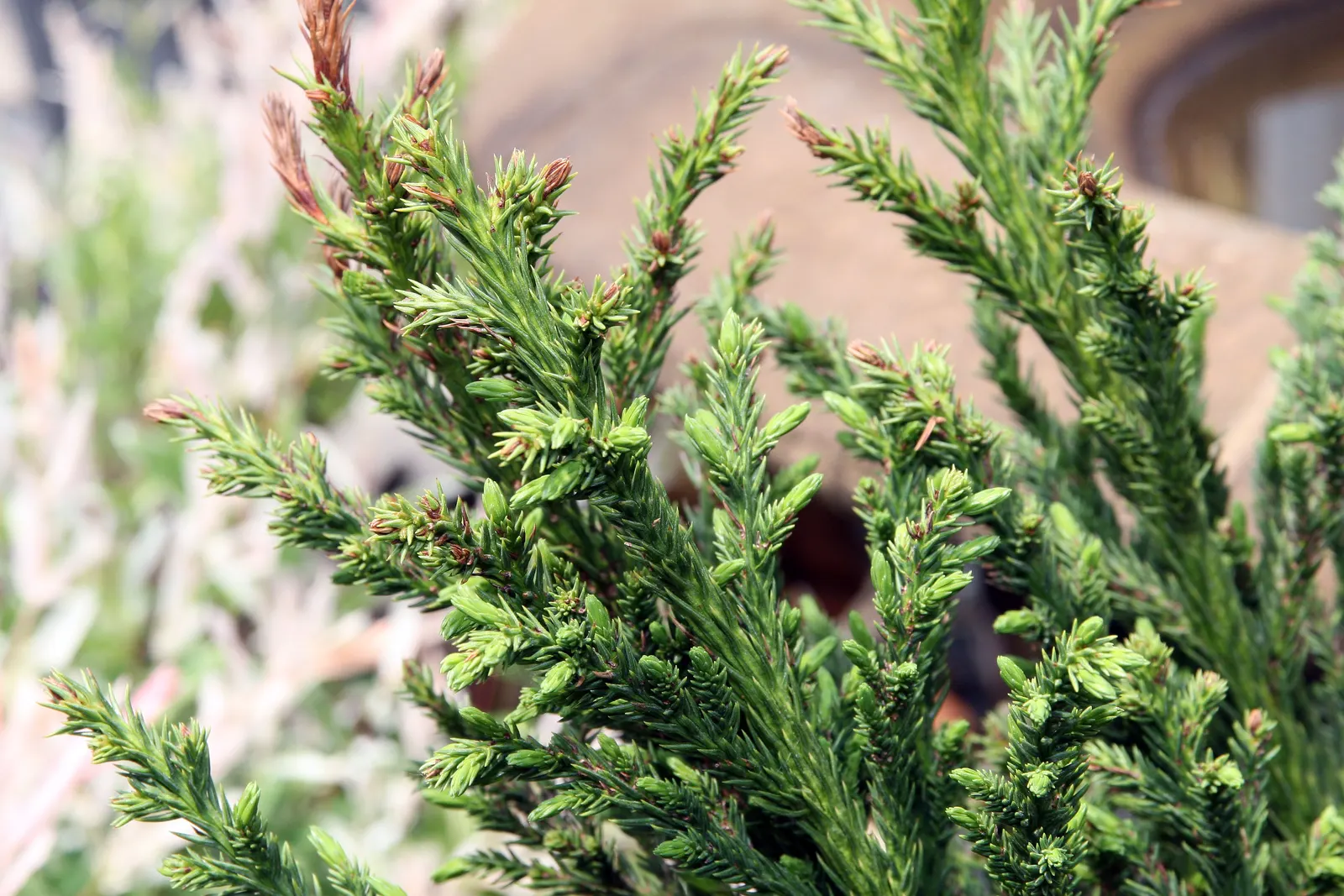 Black Dragon Japanese Cedar (Cryptomeria Japonica 'Black Dragon') — The foliage retains its deep color throughout the year