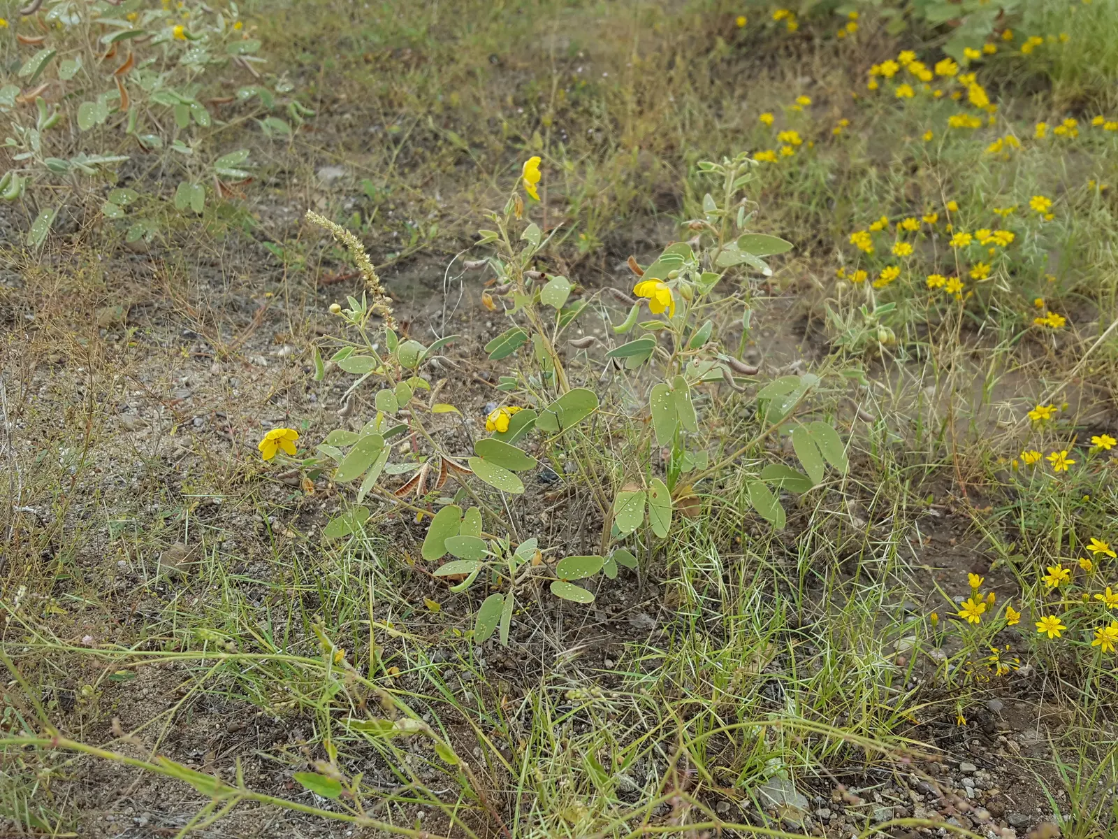 Shrubby Senna (Senna Wislizenii) — Its vibrant yellow blossoms bloom from late summer to fall, attracting pollinators