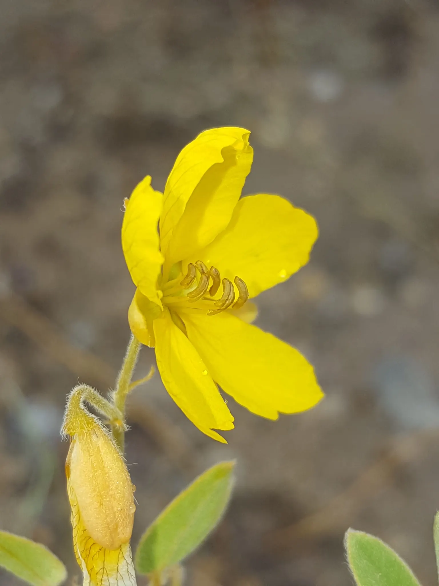 Shrubby Senna (Senna Wislizenii) — The compound leaves are each about 3 to 4 inches long.<br><br>Spring through fall