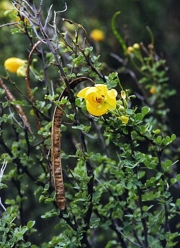 Shrubby Senna (Senna Wislizenii) — though it can occasionally grow up to 10 feet tall under optimal conditions