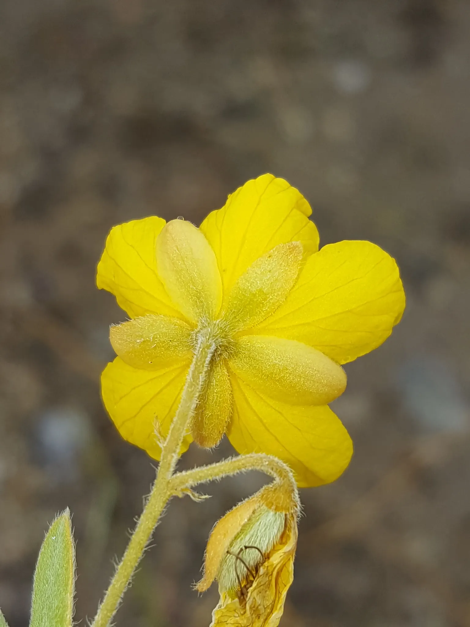 Shrubby Senna (Senna Wislizenii) — The Shrubby Senna (Senna wislizenii) is a drought-tolerant perennial that thrives in arid climates