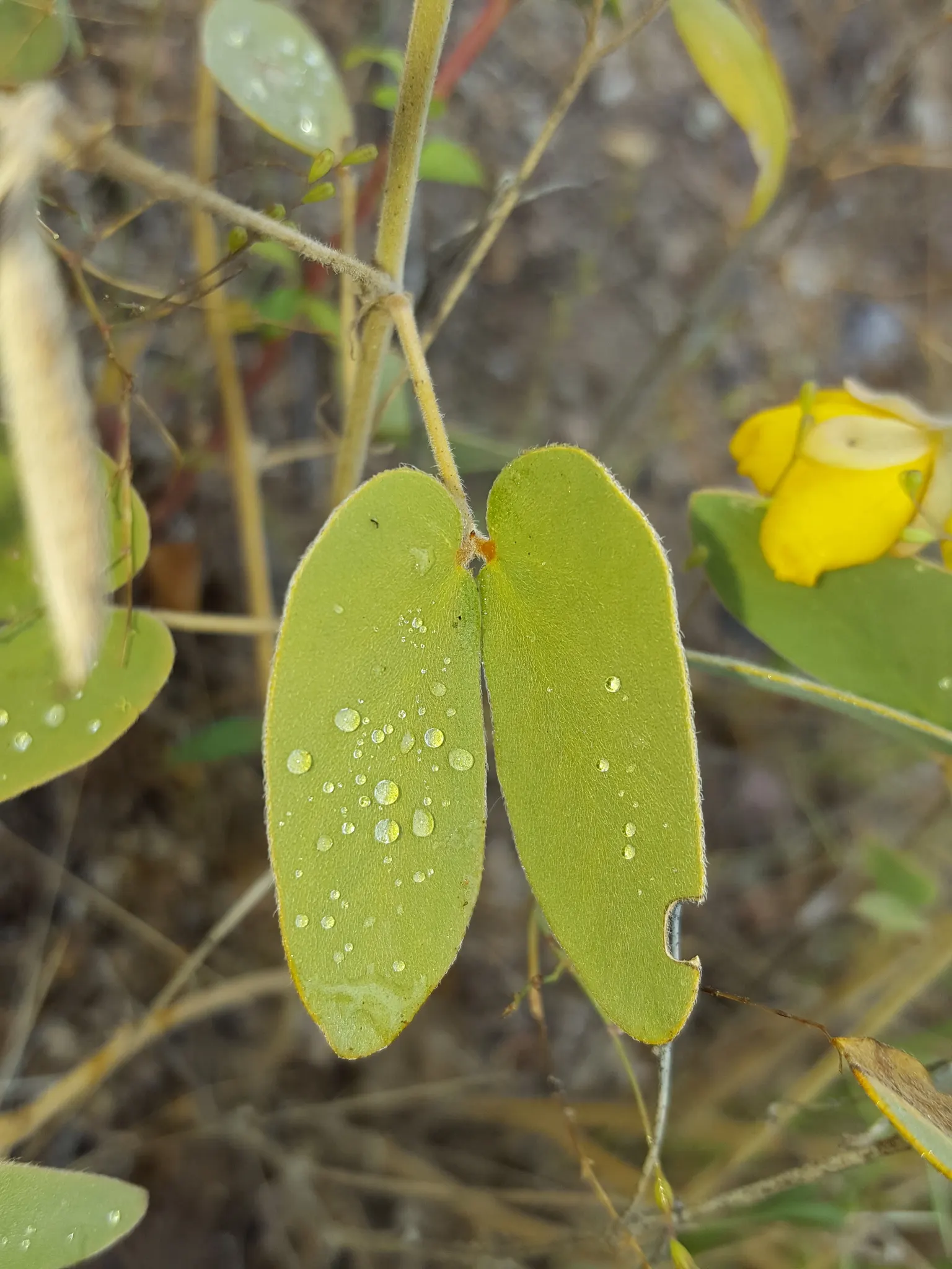 Shrubby Senna (Senna Wislizenii) — Its grayish-green foliage is composed of small leaflets that create a delicate, feathery appearance