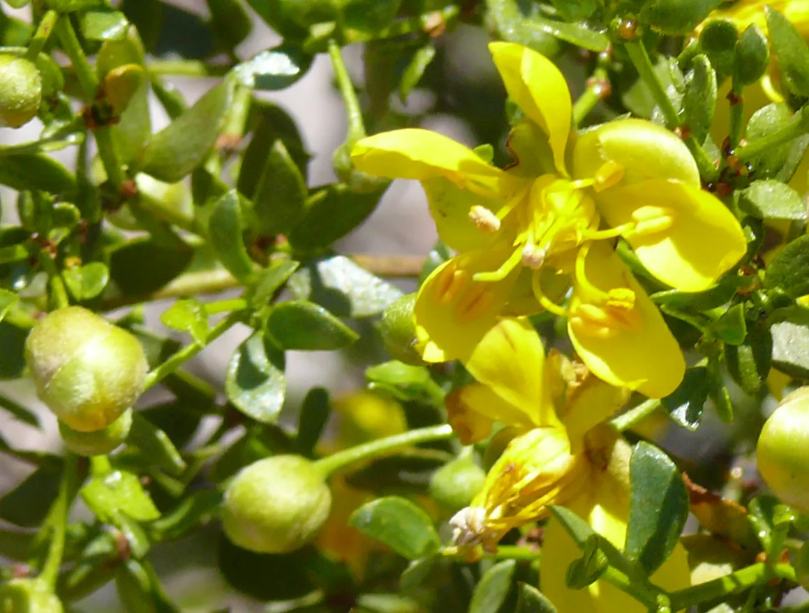 Shrubby Senna (Senna Wislizenii) — Mature specimens reach up to 5 feet in height and spread to 6 feet wide