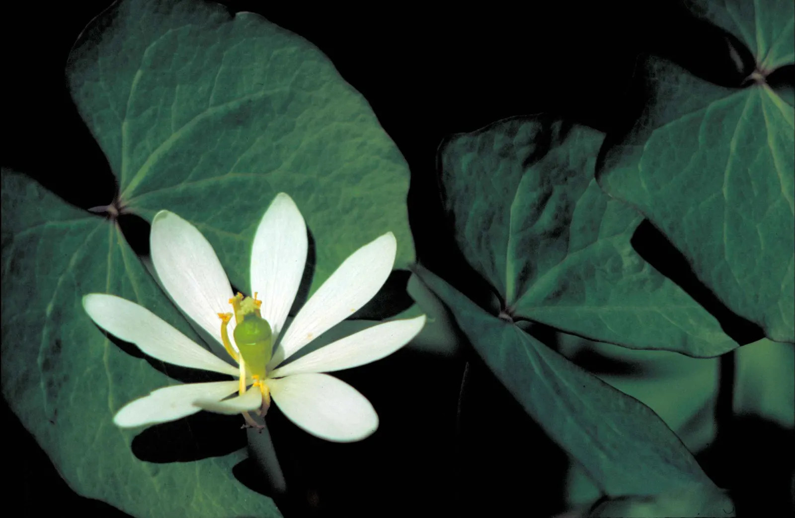 Shrubby Senna (Senna Wislizenii) — Full sun exposure ensures optimal growth and flowering