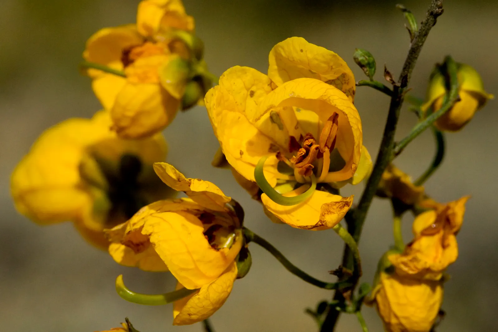 Shrubby Senna (Senna Wislizenii) — scientifically known as Senna wislizenii