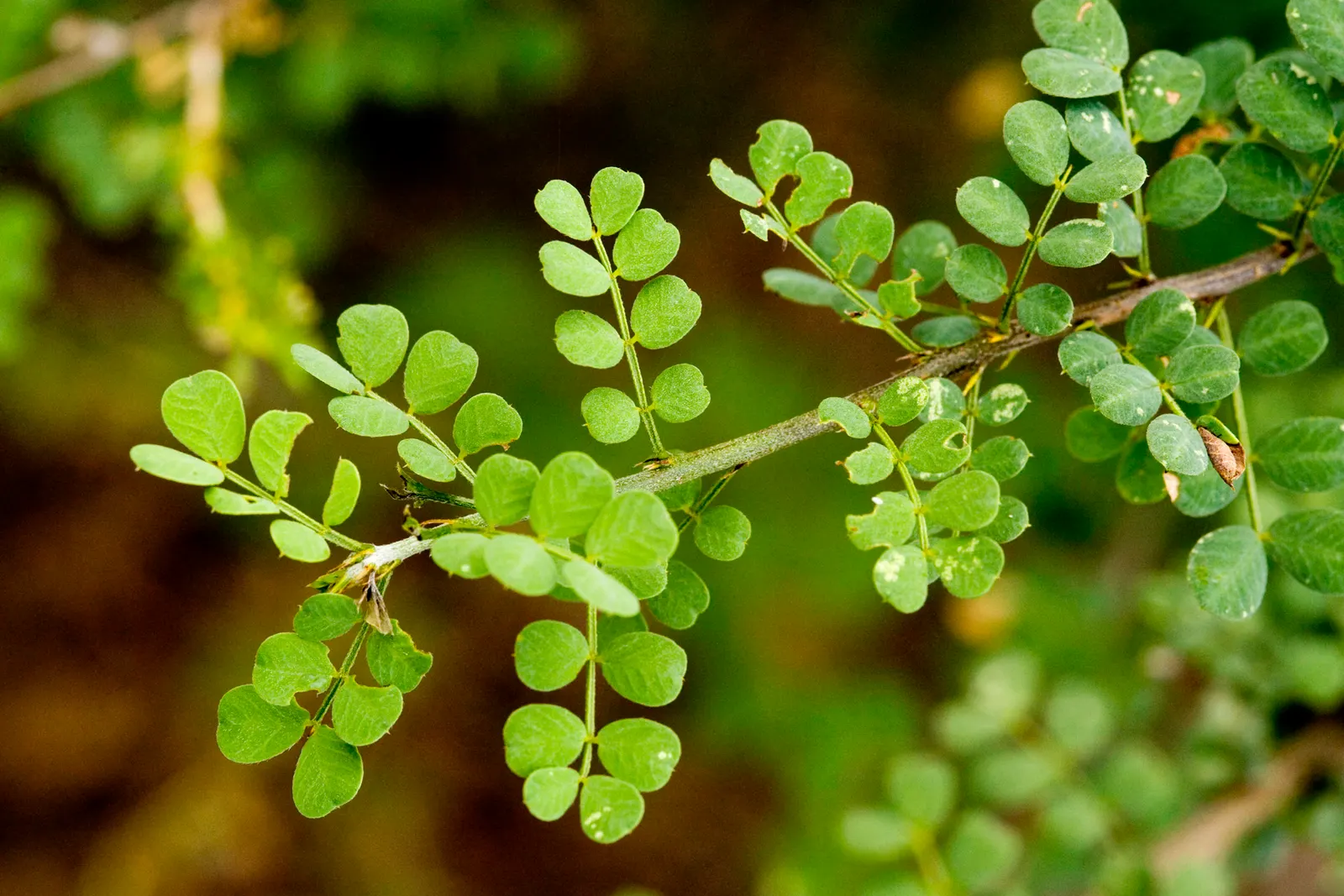 Shrubby Senna (Senna Wislizenii) — This adaptable plant typically reaches a height and spread of about 5 to 6 feet