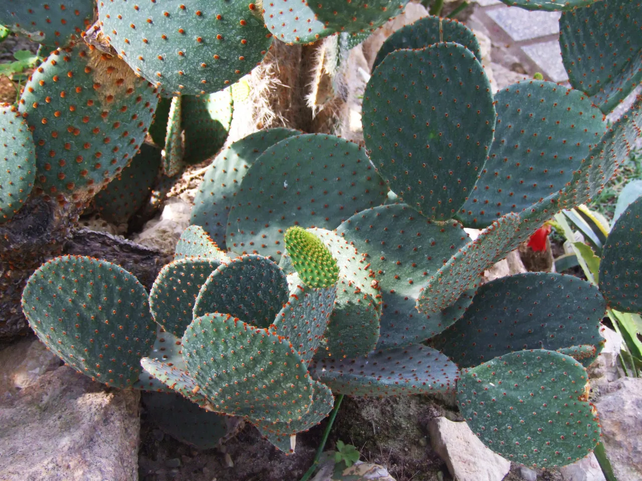Gold Swirl Cactus (Opuntia Microdasys 'Monstrosa') — showcases a unique distorted growth pattern