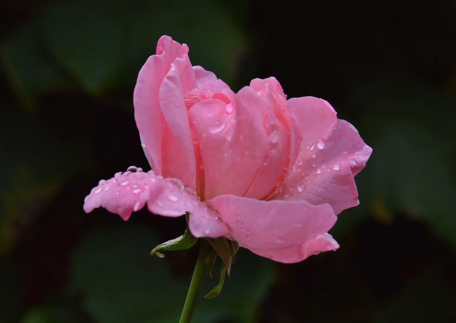 At Last® Rose (Rosa x) — Best in full sun with average
