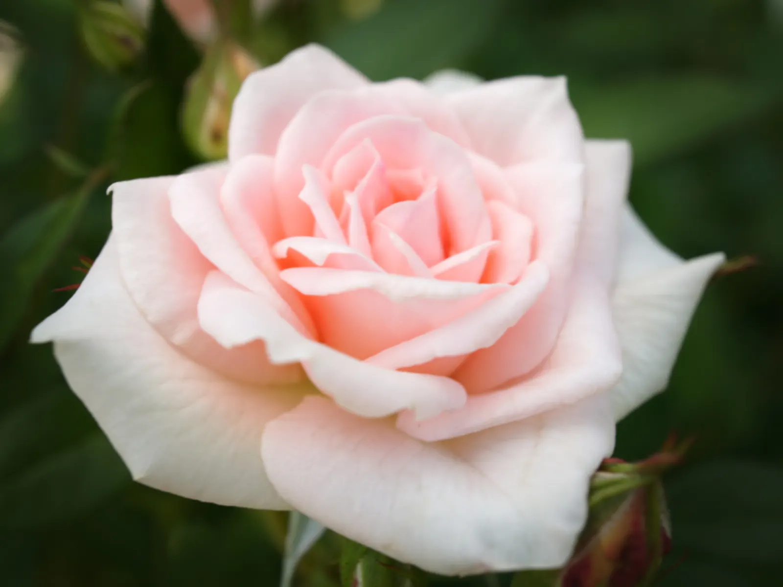 At Last® Rose (Rosa x) — warm-toned accent indoors while giving the garden a lush