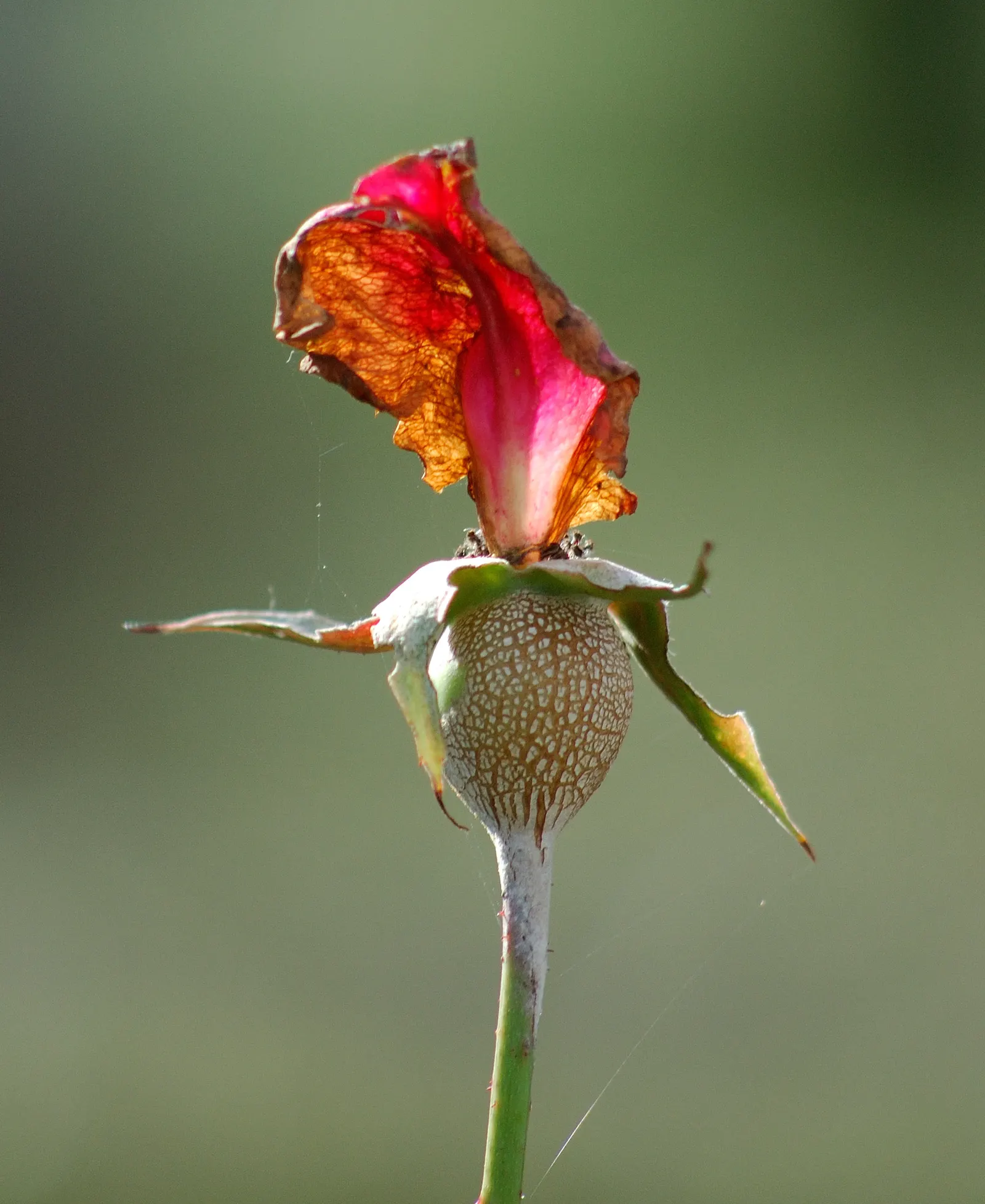 At Last® Rose (Rosa x) — where its perfume can be appreciated up close