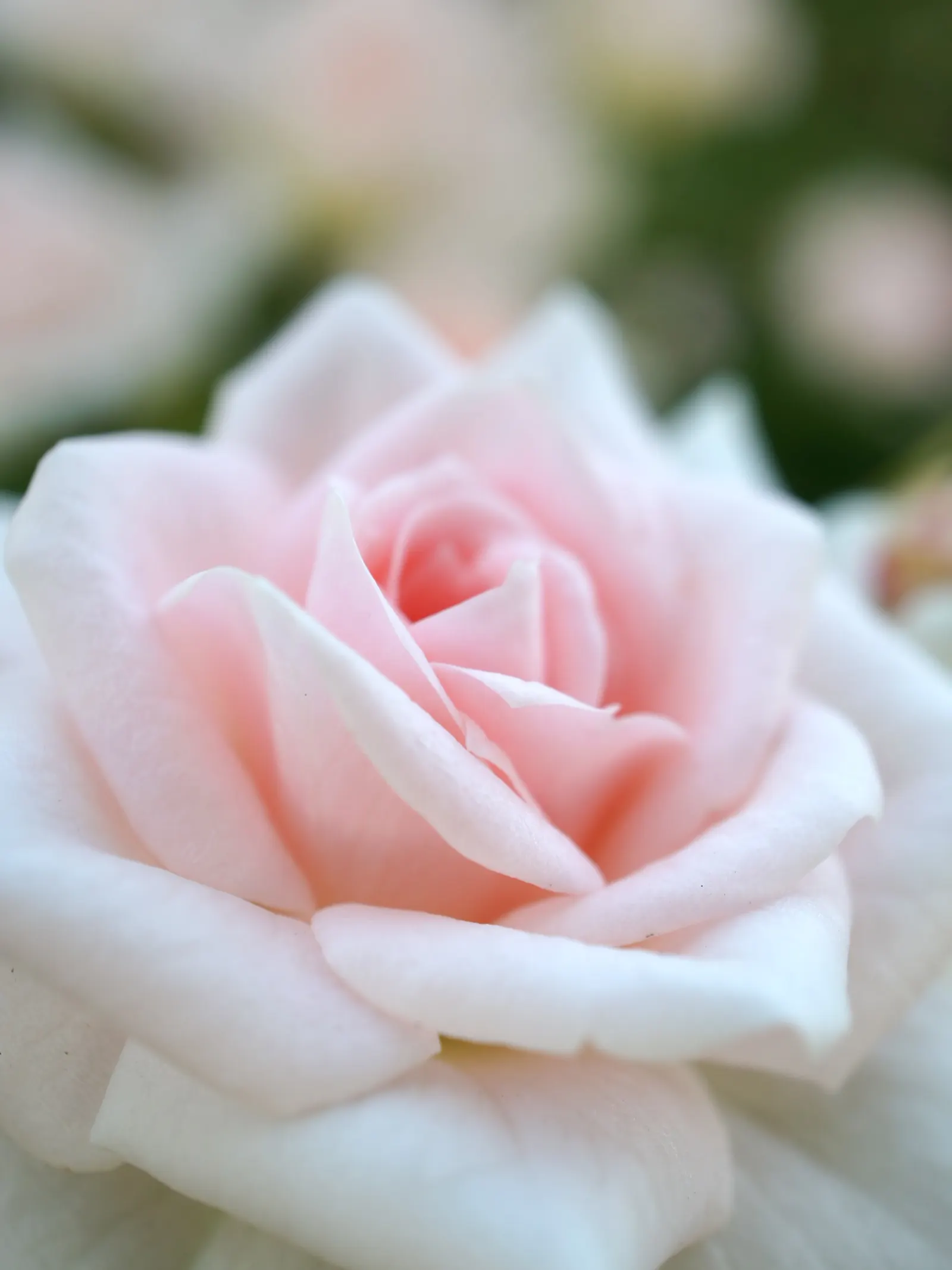 At Last® Rose (Rosa x) — it has shown improved cold tolerance in real gardens