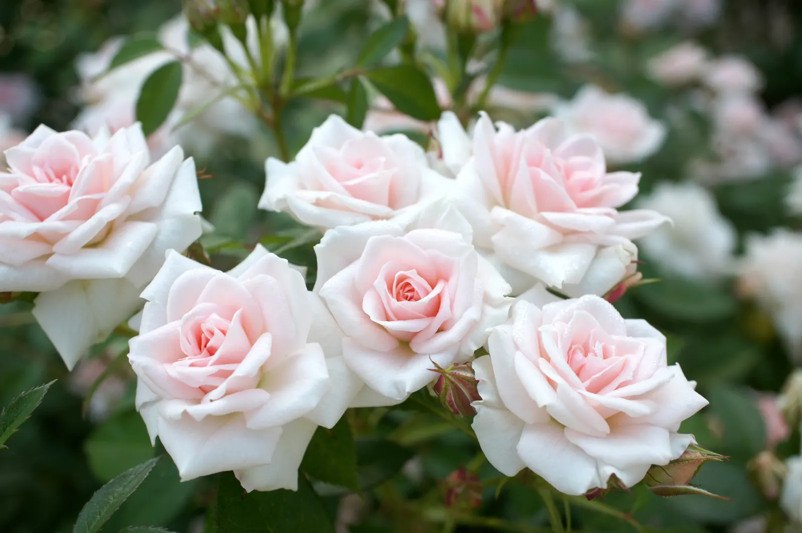 At Last® Rose (Rosa x) — set against handsome dark green foliage that gives the plant a polished