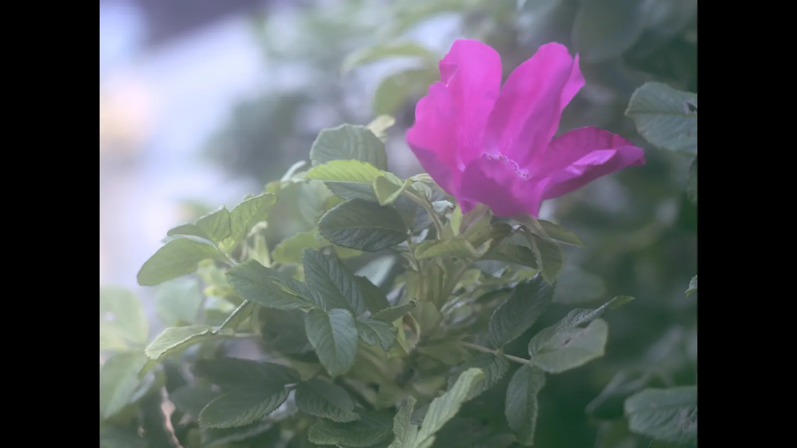 At Last® Rose (Rosa x) — is a deciduous shrub rose that brings the romance of a full-petaled tea rose into a more relaxed