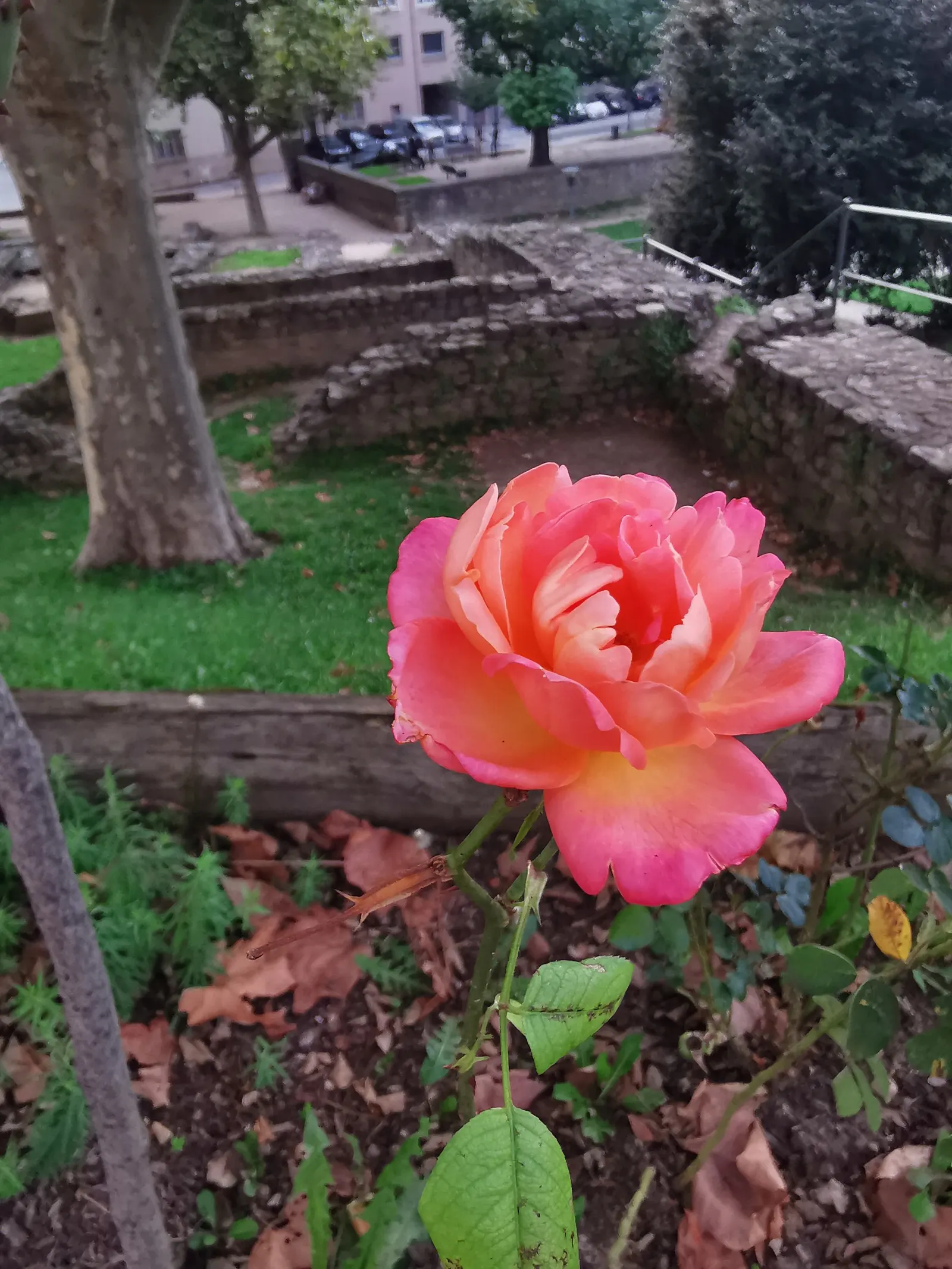 At Last® Rose (Rosa x) — Part of the Proven Winners® collection