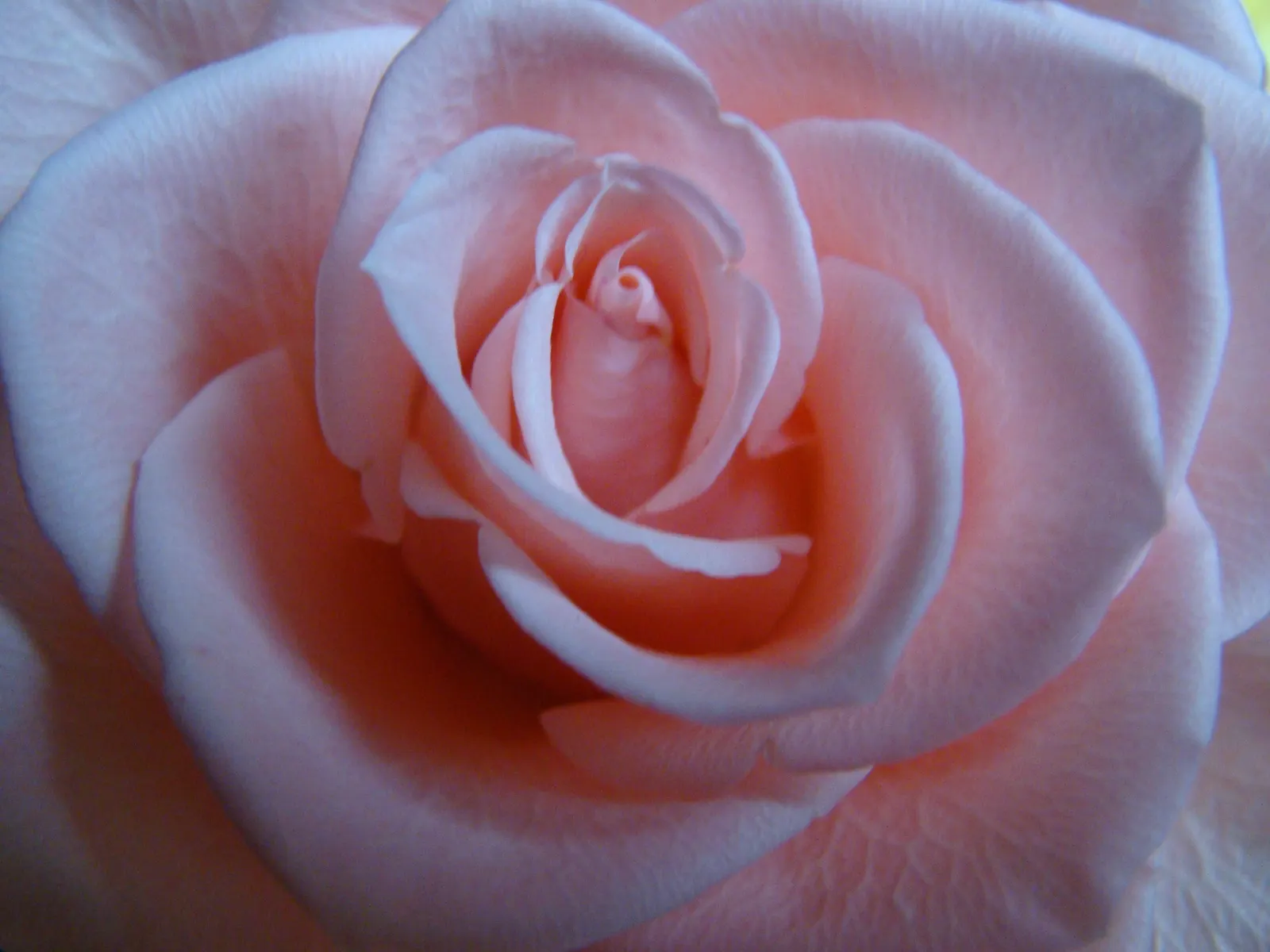 At Last® Rose (Rosa x) — Its compact scale suits mixed borders