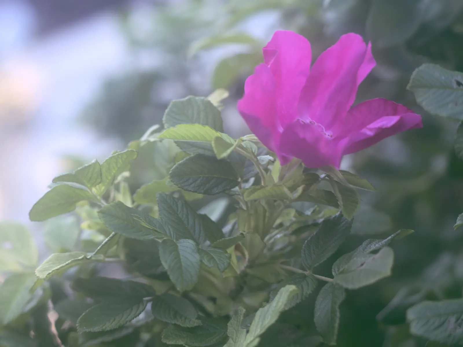 At Last® Rose (Rosa x) — where it works beautifully as a flowering thriller