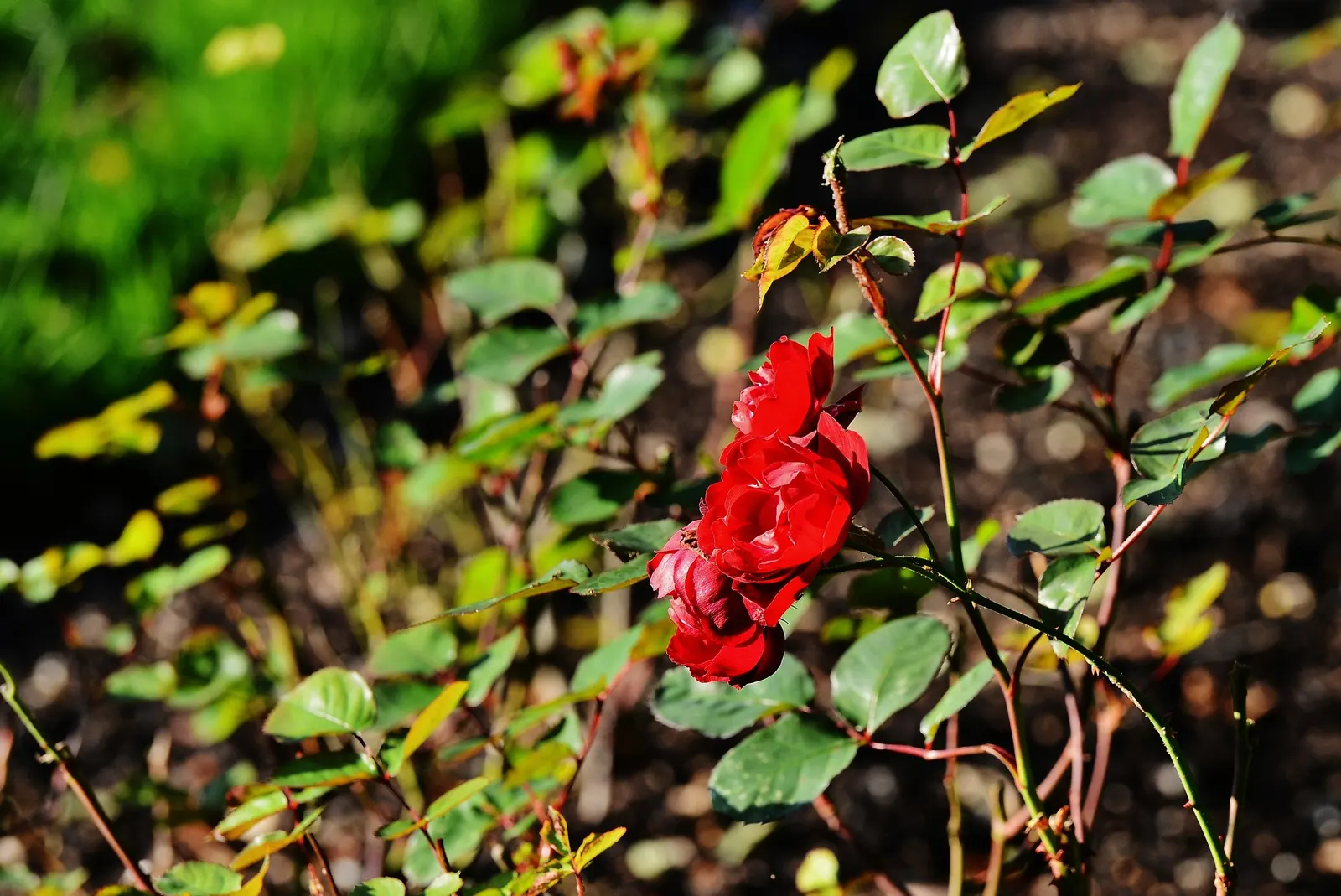 At Last® Rose (Rosa x) — well-drained soil and average moisture