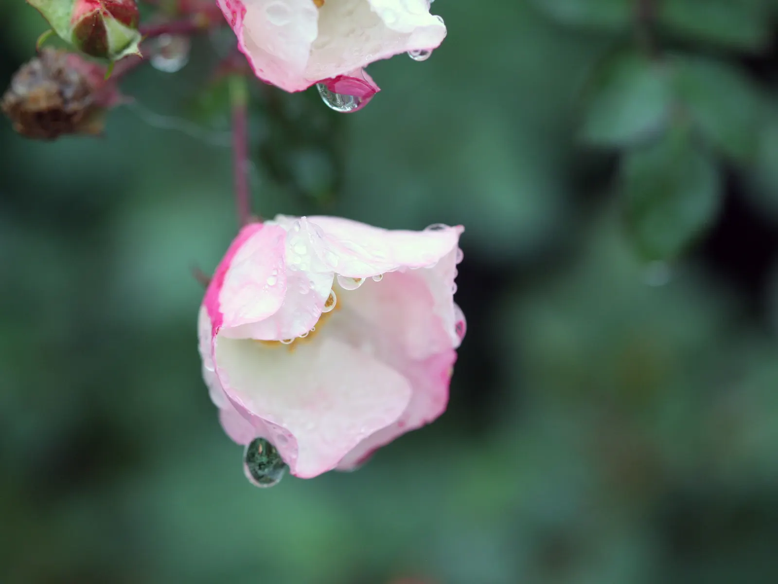 At Last® Rose (Rosa x) — garden-ready presence even between flushes of bloom.<br><br>Compact and upright