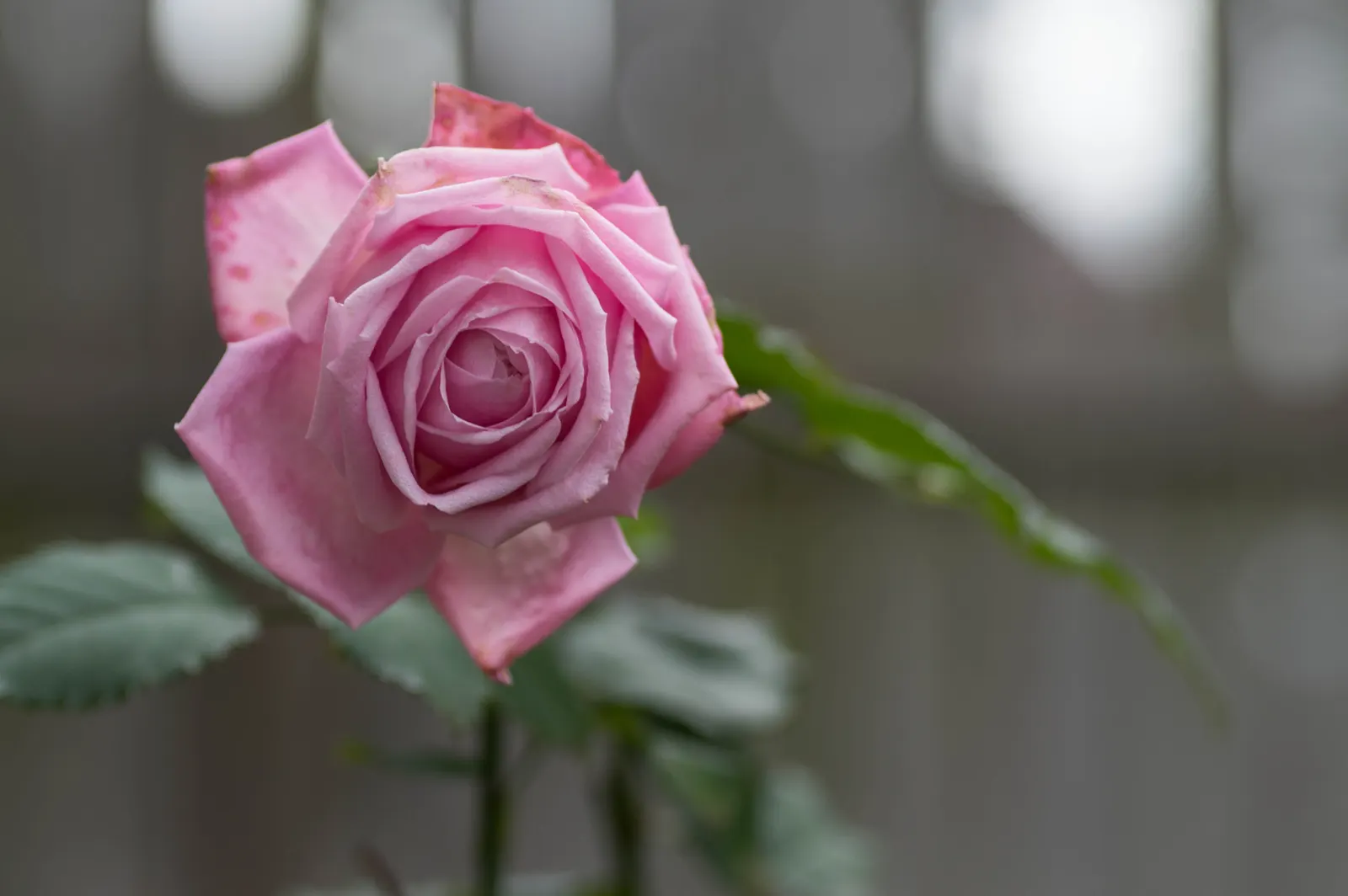 At Last® Rose (Rosa x) — with gardeners in colder regions reporting reliable overwintering and strong return growth