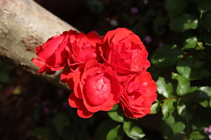 At Last® Rose (Rosa x) — it blooms from summer into fall and benefits from simple spring pruning