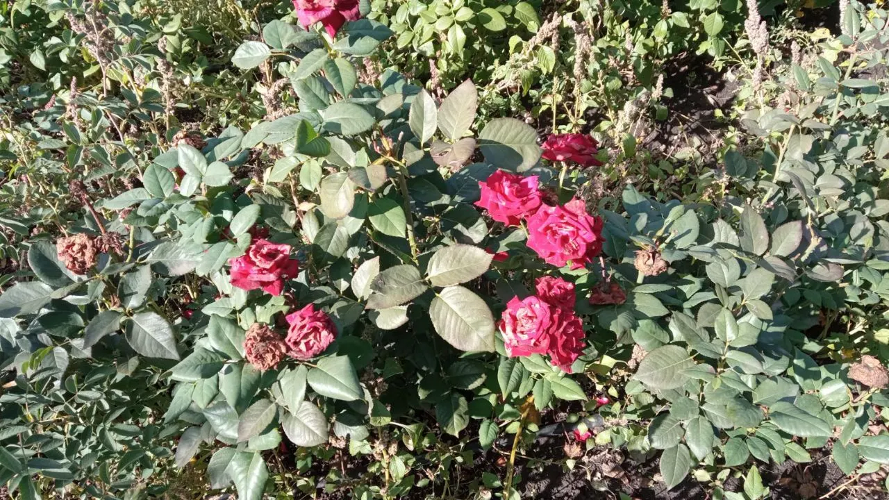 At Last® Rose (Rosa x) — The blooms are also charming as cut flowers