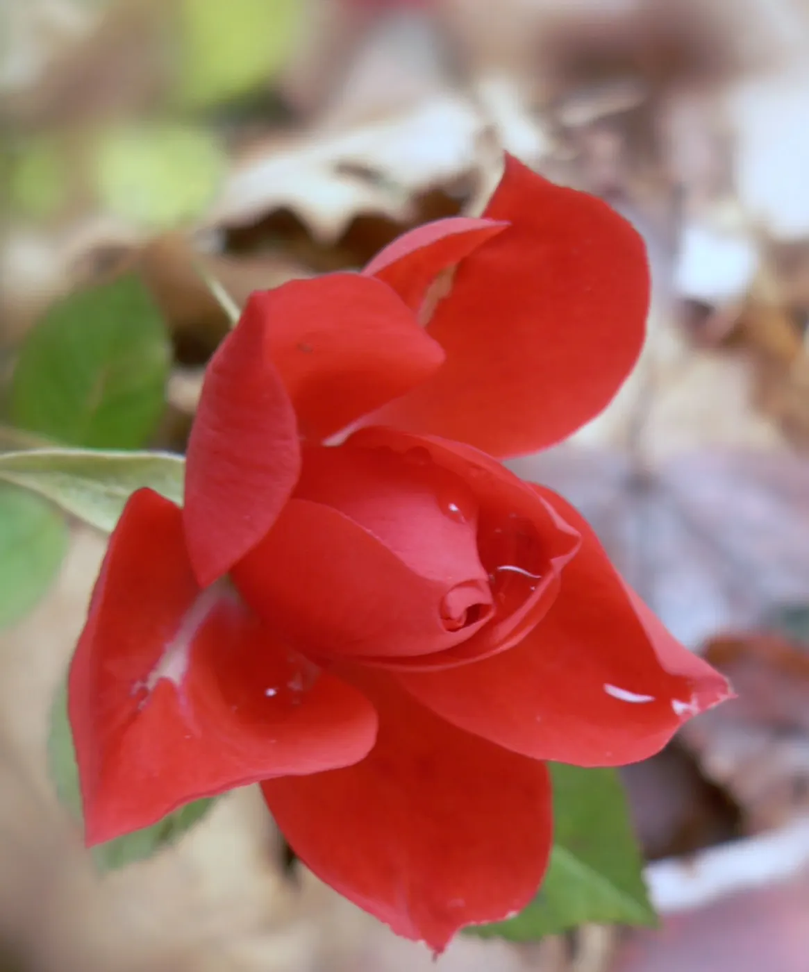 At Last® Rose (Rosa x) — romantic note from summer through fall