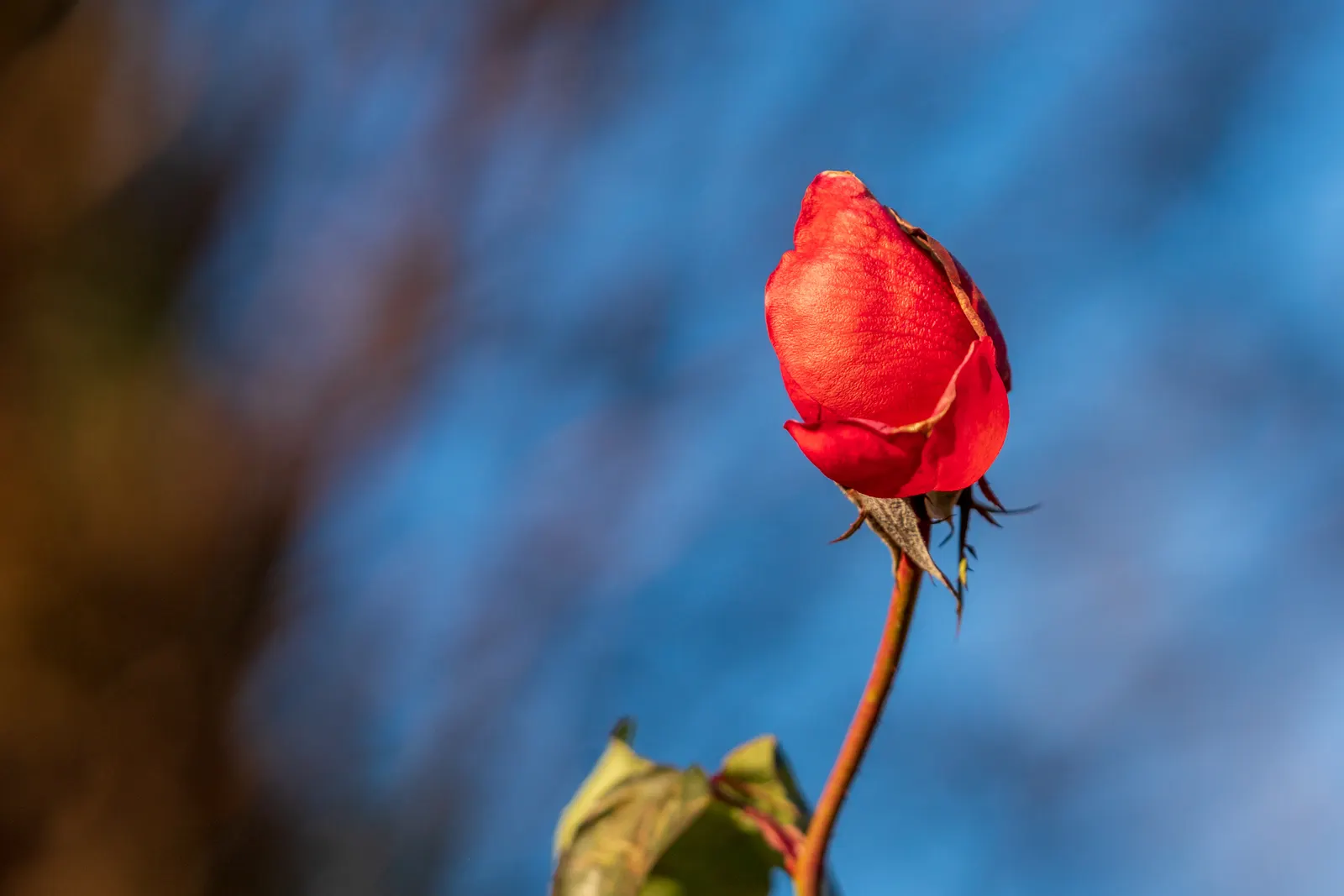 At Last® Rose (Rosa x) — with a granular rose fertilizer in spring supporting robust seasonal growth
