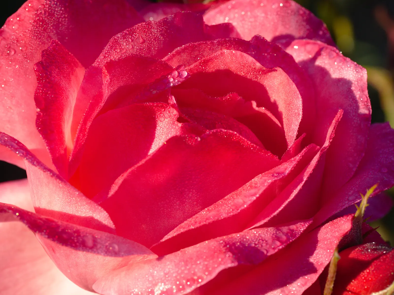 At Last® Rose (Rosa x) — The flowers appear generously from summer into fall