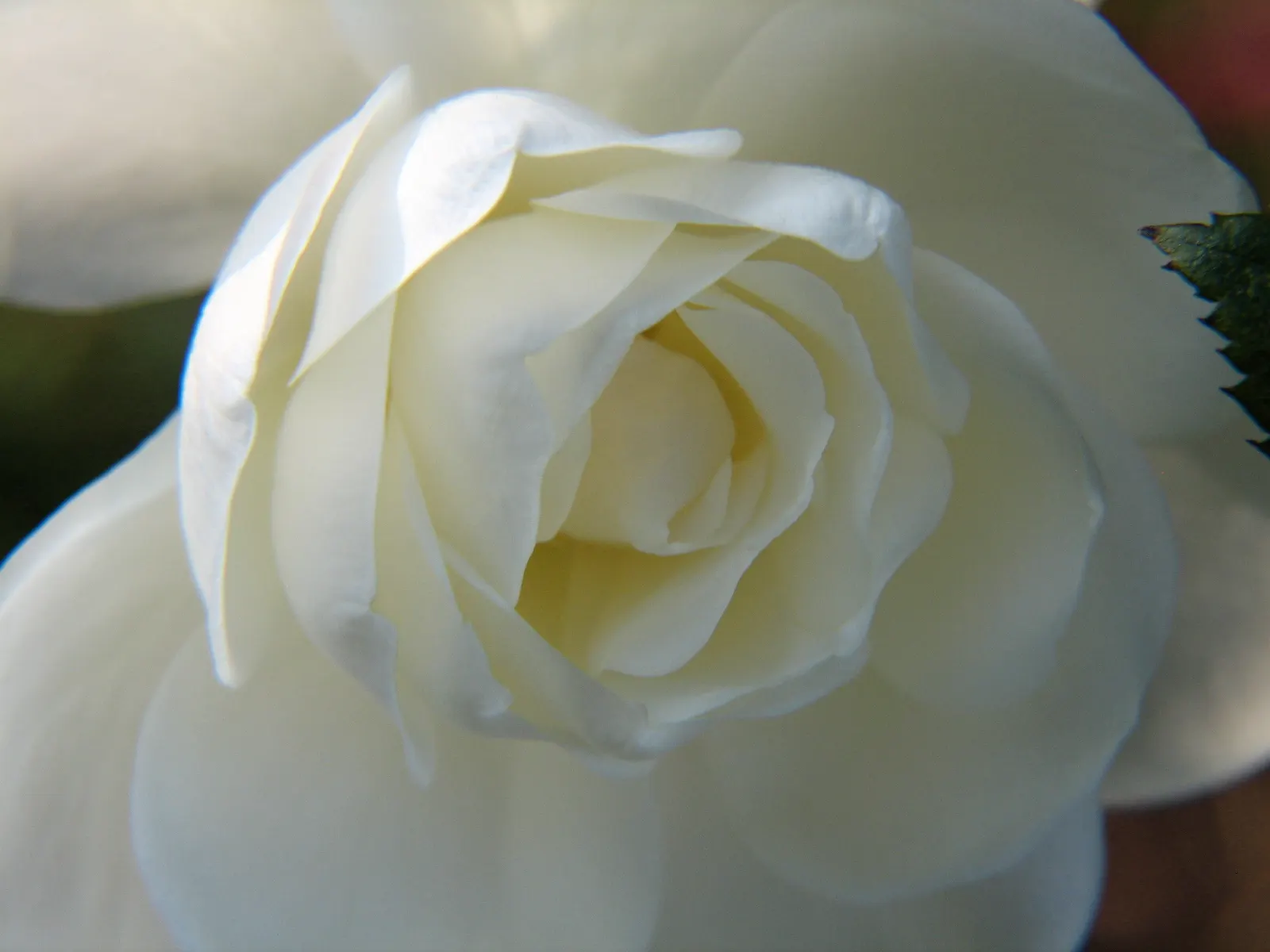 At Last® Rose (Rosa x) — making it easy to place in both formal and informal compositions