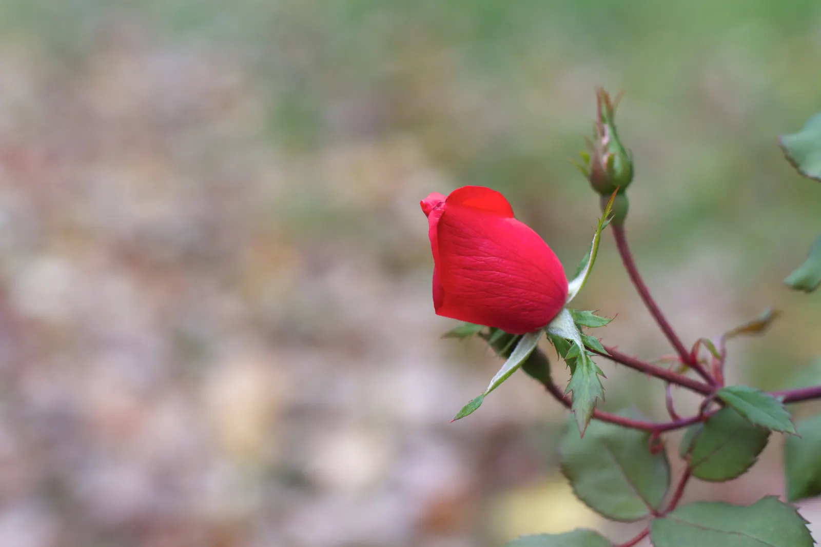 At Last® Rose (Rosa x) — well-drained soil and moderate water