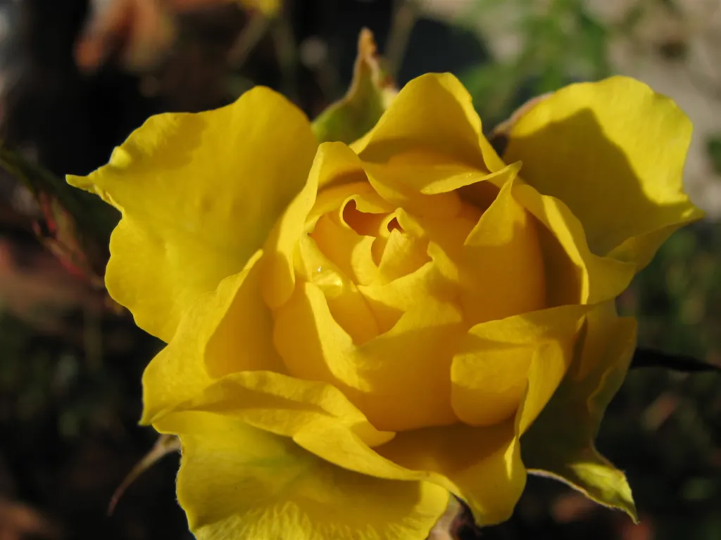 At Last® Rose (Rosa x) — and because it blooms on new wood