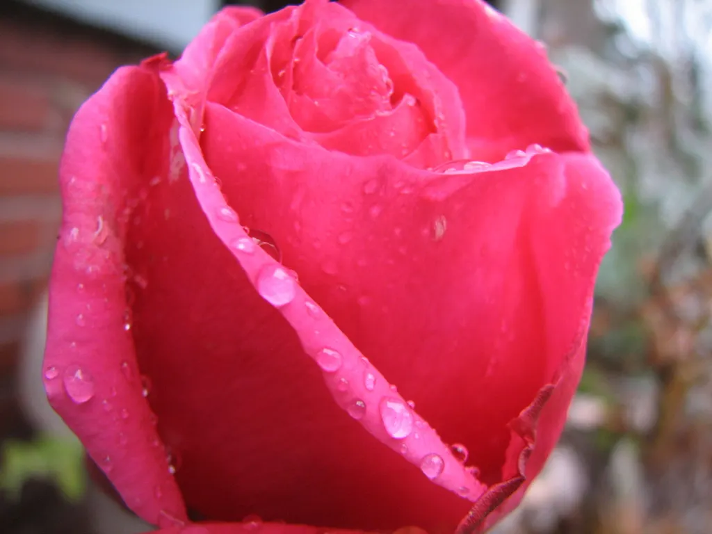 At Last® Rose (Rosa x) — Its rounded habit reads as full without becoming unruly