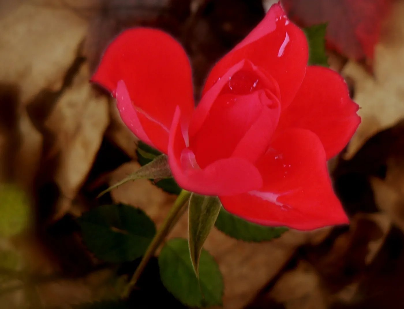 At Last® Rose (Rosa x) — this rose matures to about 30 to 36 inches tall and wide