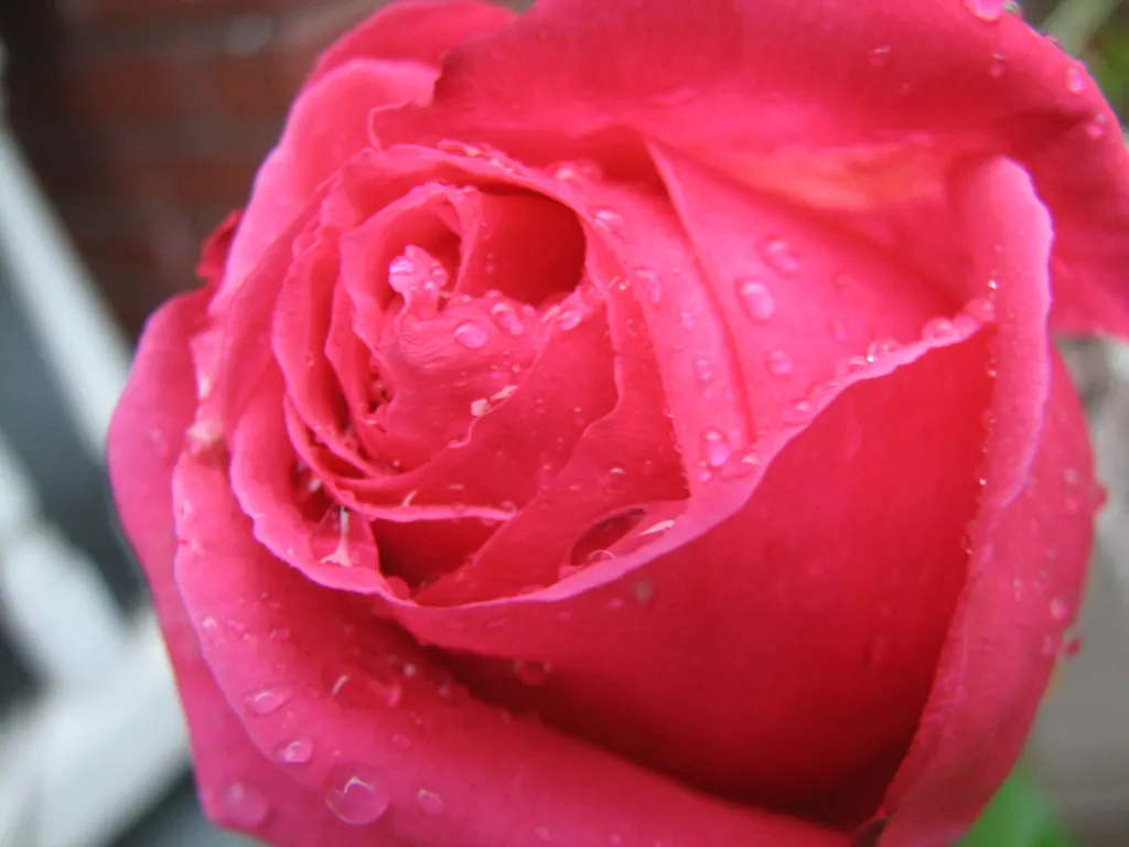 At Last® Rose (Rosa x) — At Last® offers clusters of sunset-orange blooms with a soft coral glow