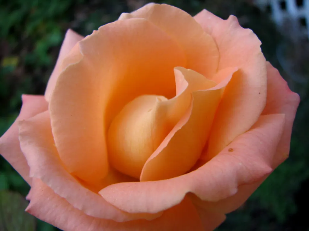 At Last® Rose (Rosa x) — commonly referred to as At Last® Rose