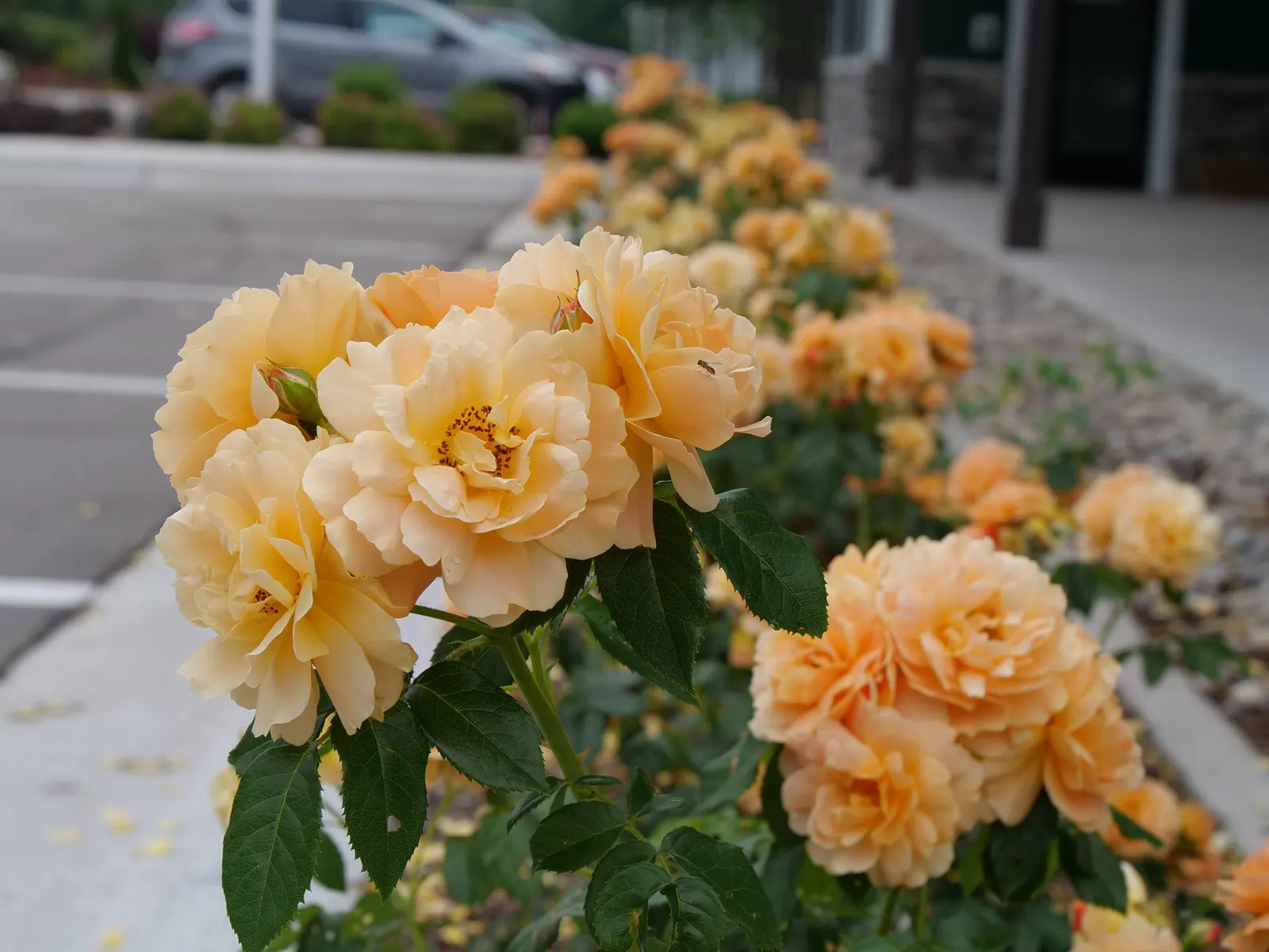 At Last® Rose (Rosa x) — It matures to 30-36 inches tall and wide with an upright, rounded habit