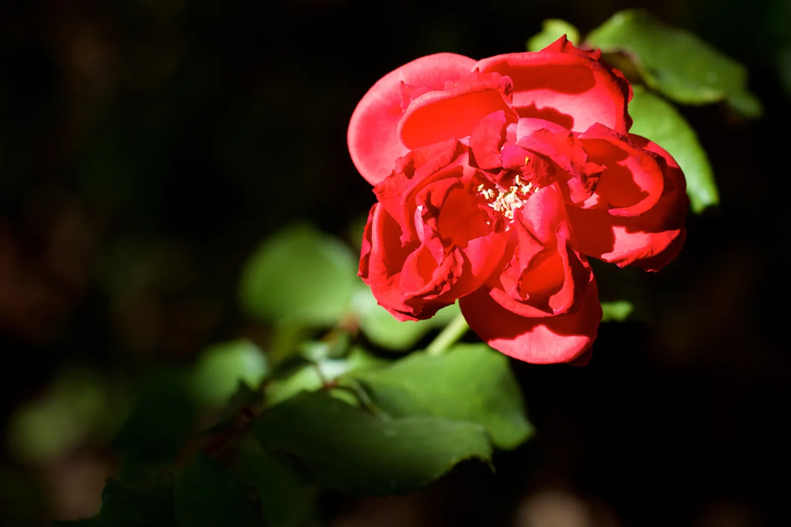 At Last® Rose (Rosa x) — Deadheading may tidy the display