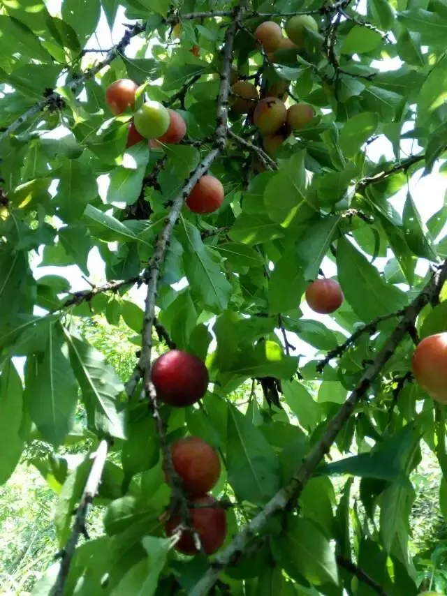 Plum (Prunus Salicina) — offering a rounded canopy that bursts into a vibrant display of white to pale pink flowers in early spring; depending on, image 64