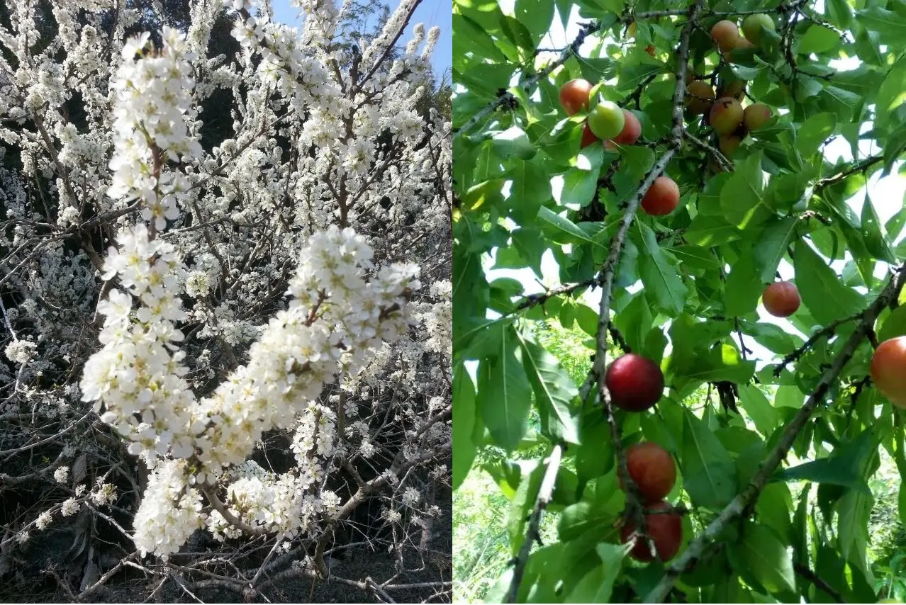 Plum (Prunus Salicina) — white flowers in the garden