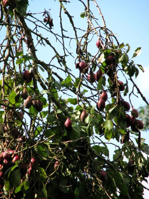 Plum (Prunus Salicina) — The fragrant blossoms set the scene for summer