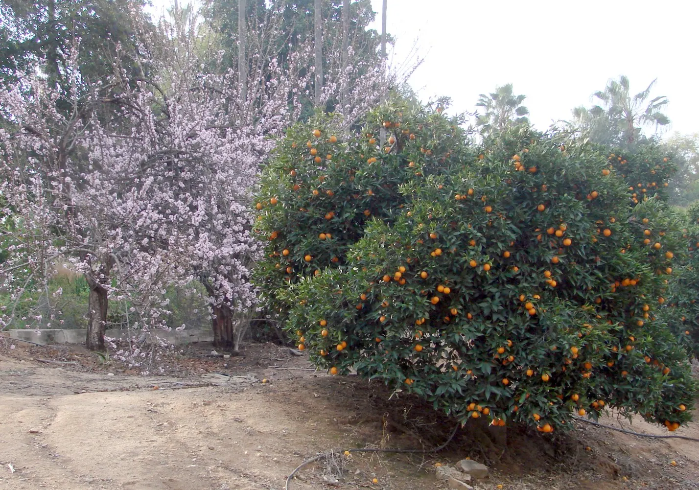 Plum (Prunus Salicina) — USDA Hardiness Zones for the Prunus salicina are 5 to 9