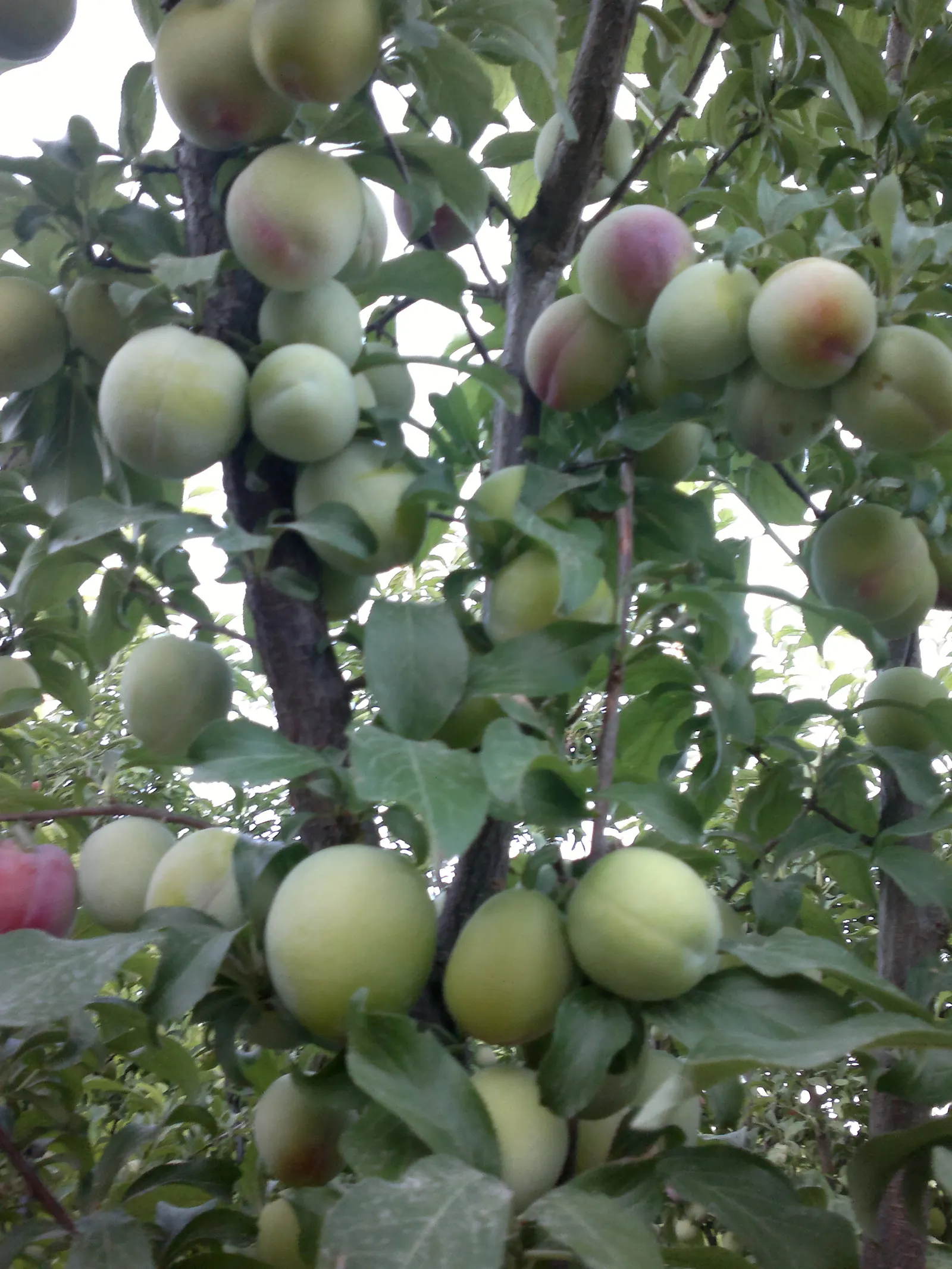 Plum (Prunus Salicina) — is a deciduous tree prized for its spring blossoms and delicious summer fruit