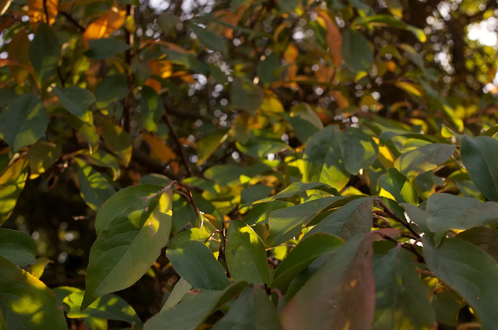 Plum (Prunus Salicina) — The fragrant blossoms set the scene for summer; it is a relatively fast-growing species with an average increase of 13 to, image 65